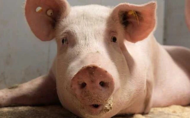 giá heo hơi hôm nay, giá heo hơi 10/12, giá heo hơi miền Bắc, giá heo hơi miền Nam, giá heo hơi miền Trung, dự báo giá heo hơi cuối năm