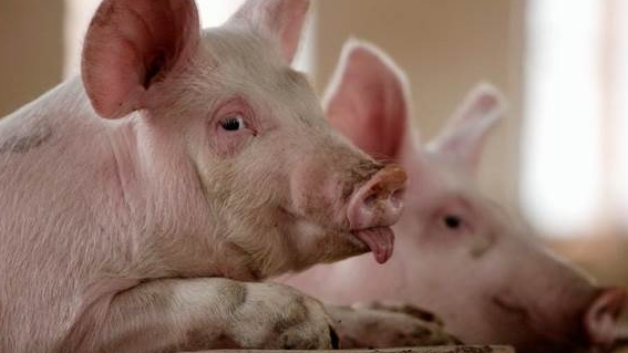 giá heo hơi hôm nay, giá heo hơi 10/12, giá heo hơi miền Bắc, giá heo hơi miền Nam, giá heo hơi miền Trung, dự báo giá heo hơi cuối năm