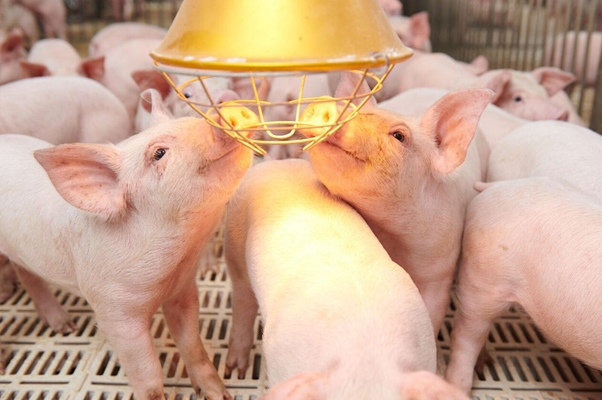 Dự báo giá heo hơi 11/12/2025: Thị trường bắt đầu quay đầu tăng nhẹ