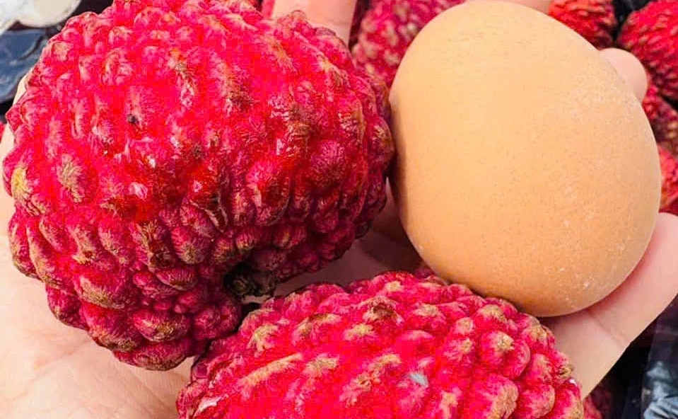 vải thiều Australia, vải Kiamana, trái cây nhập khẩu, giá vải ngoại, thị trường trái cây cao cấp, vải nhập khẩu cuối năm