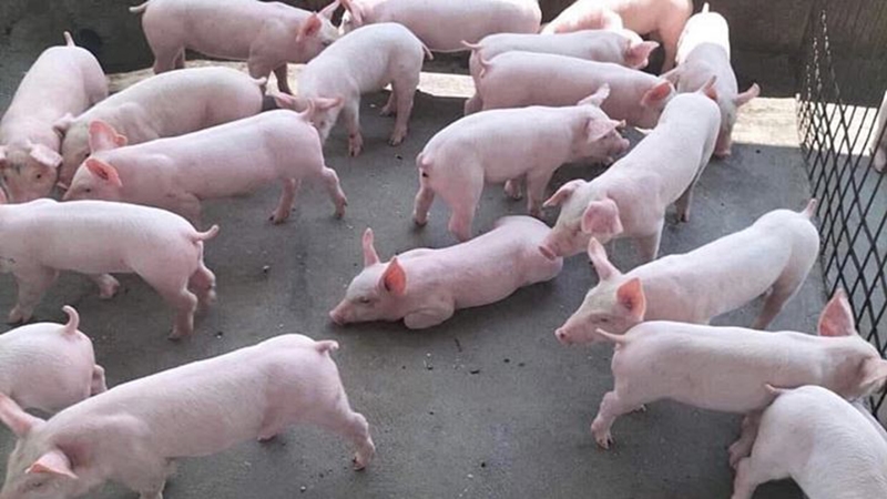 Giá heo hơi 11/12/2025, giá heo hơi hôm nay, giá heo hơi 11 tháng 12, thị trường heo hơi, giá heo miền Bắc, giá heo miền Nam, giá heo miền Trung