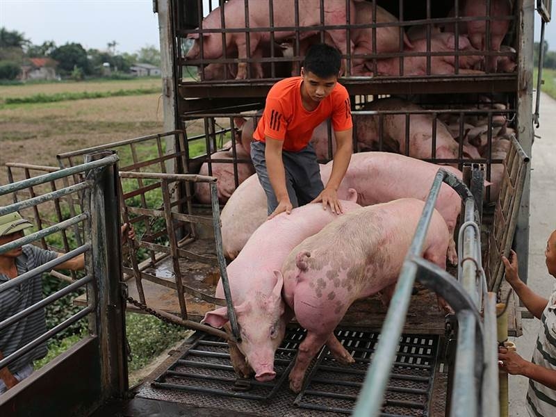 giá heo hơi hôm nay, giá heo hơi 12/12, giá heo hơi miền Bắc, giá heo hơi miền Trung, giá heo hơi miền Nam, giá heo hơi tăng, 61.000 đồng/kg