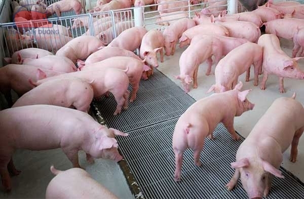 giá heo hơi hôm nay, giá heo hơi 12/12, giá heo hơi miền Bắc, giá heo hơi miền Trung, giá heo hơi miền Nam, giá heo hơi tăng, 61.000 đồng/kg