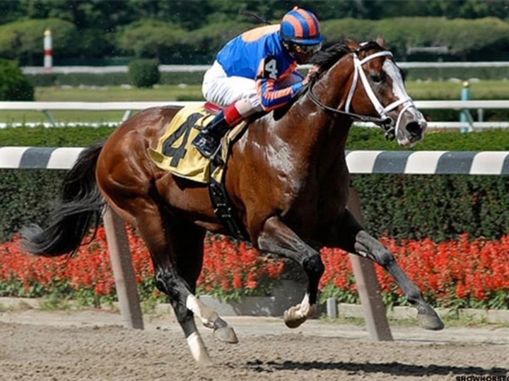 Top 10 con ngựa đắt nhất thế giới 10 Top 10 con ngựa đắt nhất thế giới