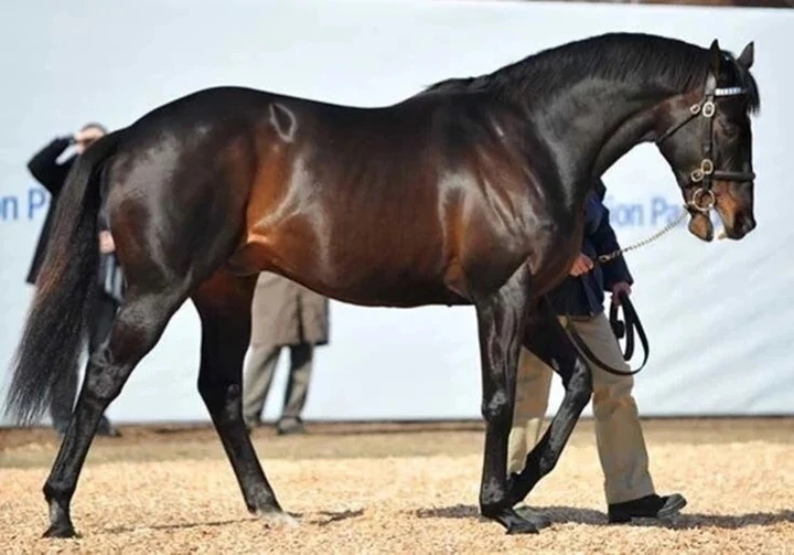 Top 10 con ngựa đắt nhất thế giới 3 Top 10 con ngựa đắt nhất thế giới