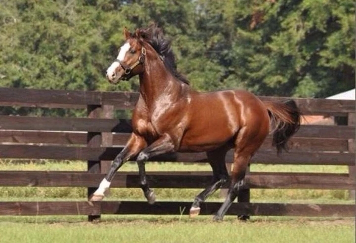 Top 10 con ngựa đắt nhất thế giới 5 Top 10 con ngựa đắt nhất thế giới