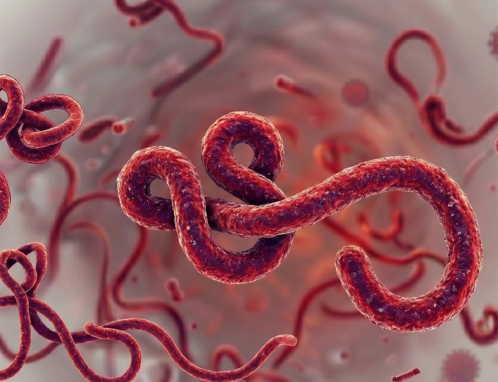 WHO phát cảnh báo khẩn cấp vì Ebola: vì sao thế giới vẫn sợ căn bệnh này đến vậy?