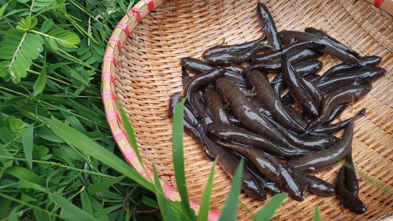 Nhớ những ngày đi câu cá bống dừa của tôi