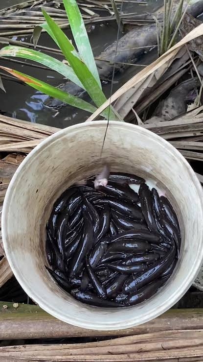 Nhớ những ngày đi câu cá bống dừa của tôi 1 Nhớ những ngày đi câu cá bống dừa của tôi