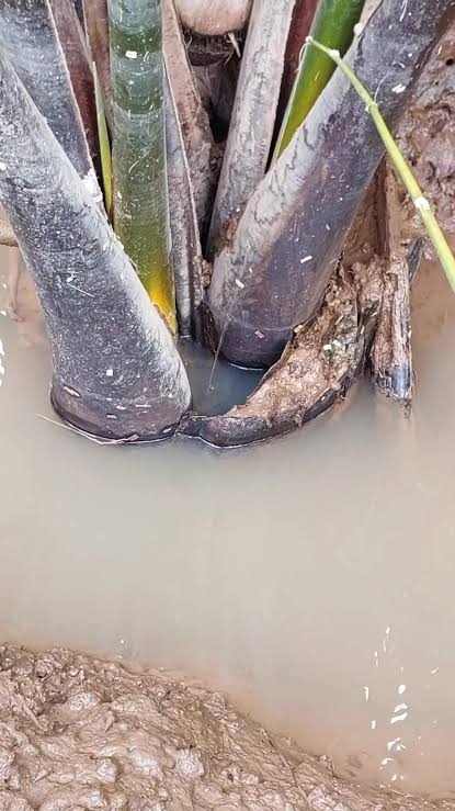 Nhớ những ngày đi câu cá bống dừa của tôi 3 Nhớ những ngày đi câu cá bống dừa của tôi